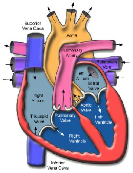 cutaway illustration of the heart